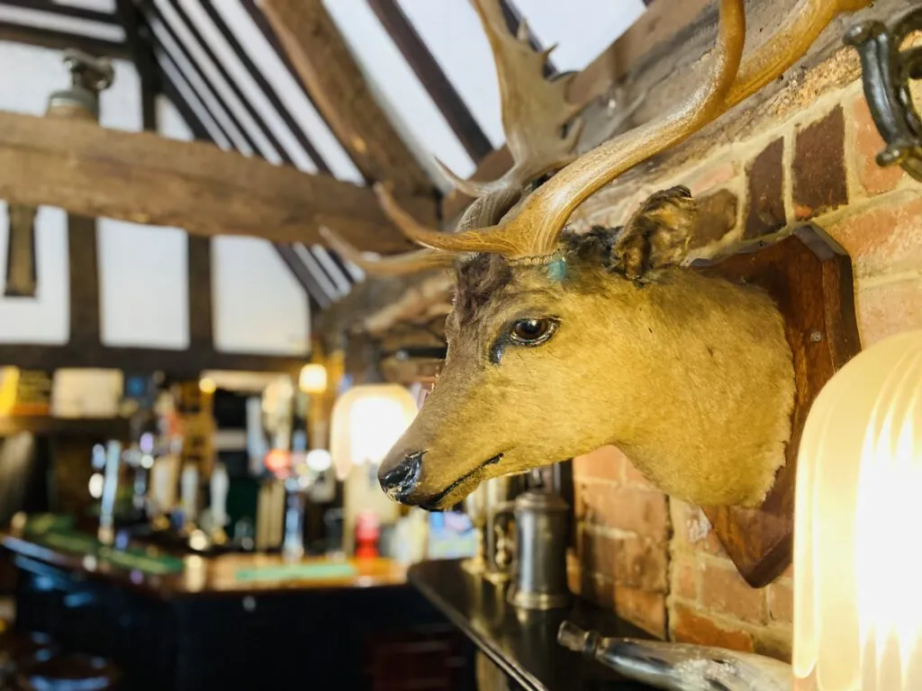 The stag's head above the bar